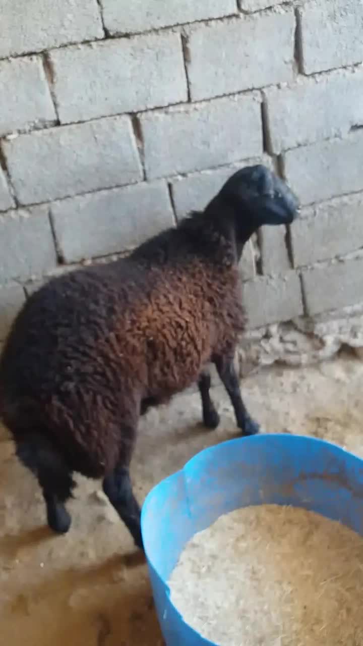 بره قوچ قزل اصل|حیوانات مزرعه|کوهدشت, |دیوار