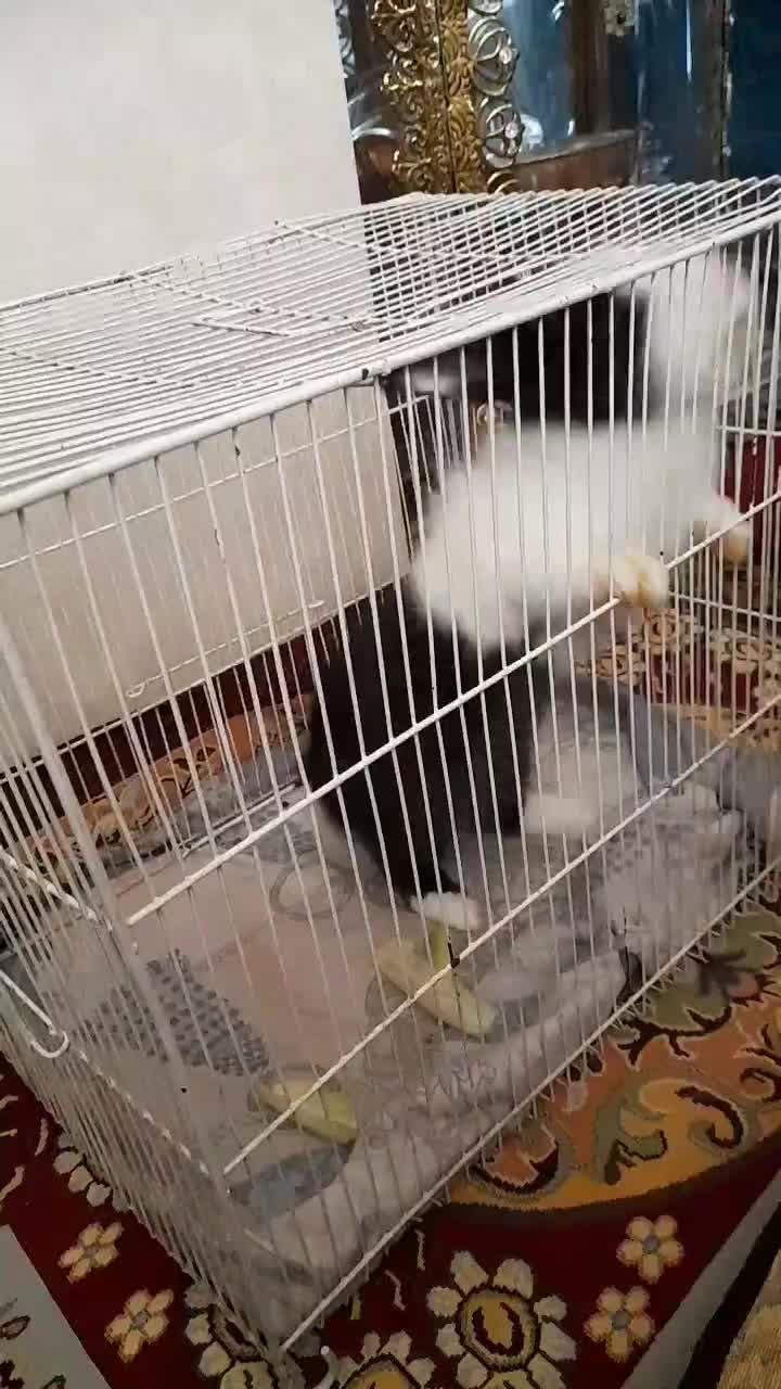 خرگوش|موش و خرگوش|فردیس, شهرک شهید حسینی|دیوار