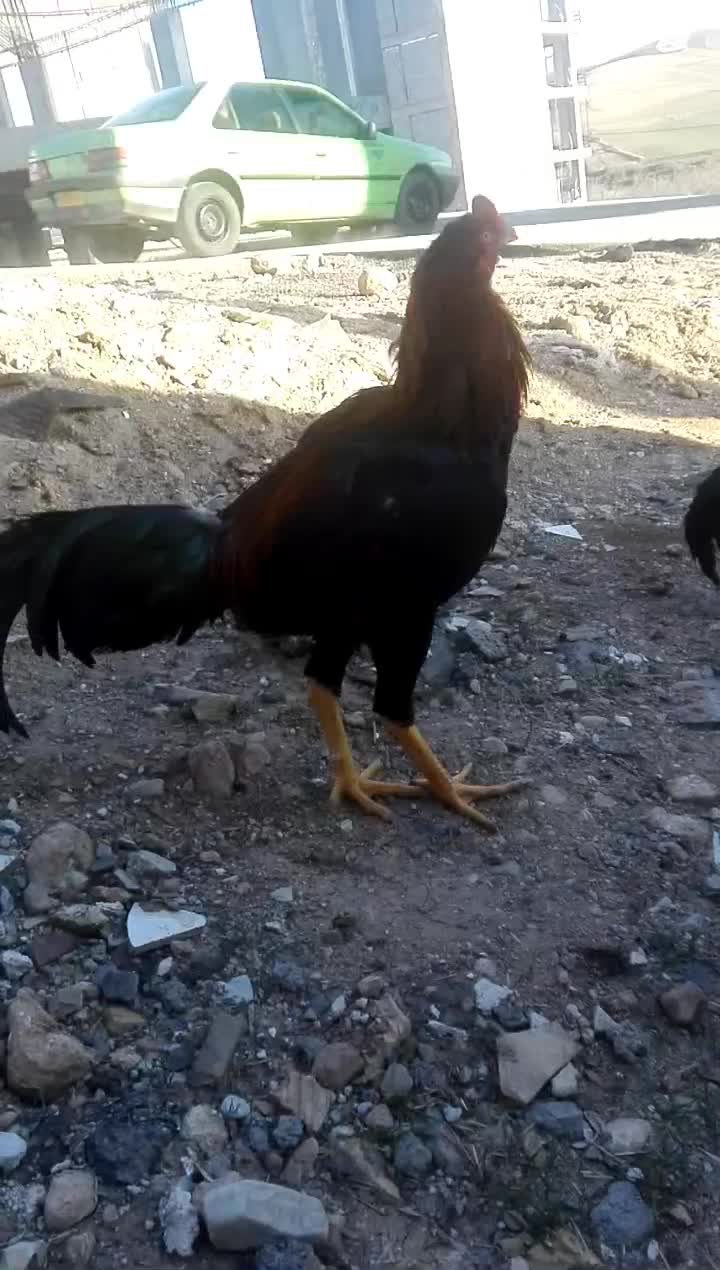 خروس|حیوانات مزرعه|جوانرود, |دیوار