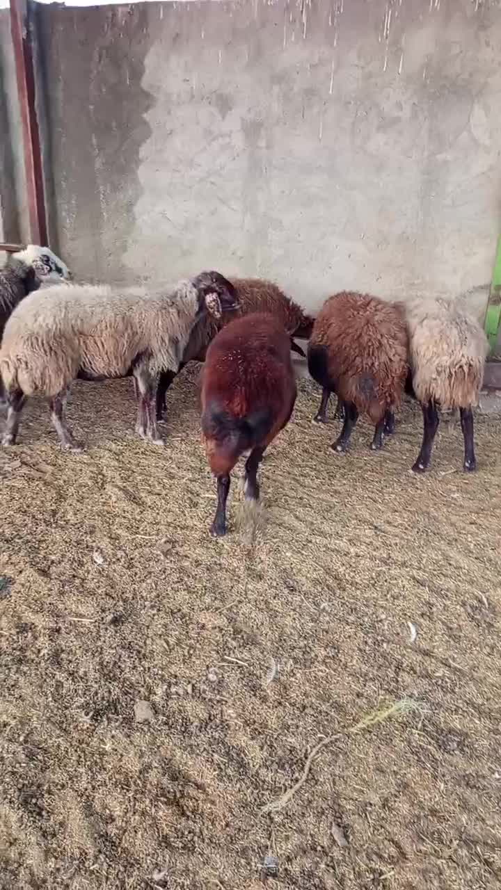 میش بره|حیوانات مزرعه|اژیه, |دیوار