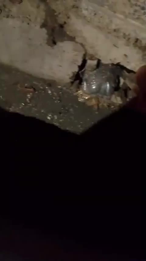 لوله بازکنی پاک پرچ|خدمات پیشه و مهارت|کوهدشت, |دیوار