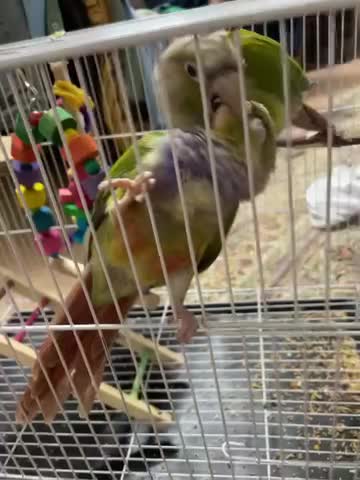 گرینچیک  طوطی پرنده گیرینچیک گرین چیک|پرنده|مشهد, بهاران|دیوار