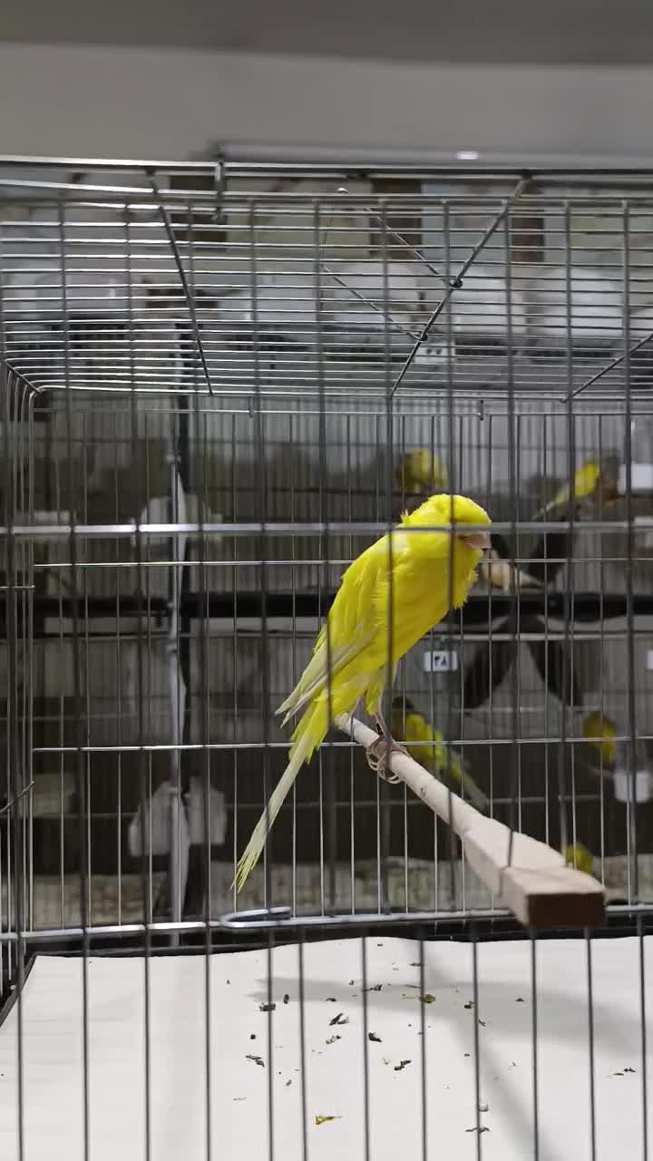 آموزش و فروش قناری|پرنده|ری, اقدسیه|دیوار