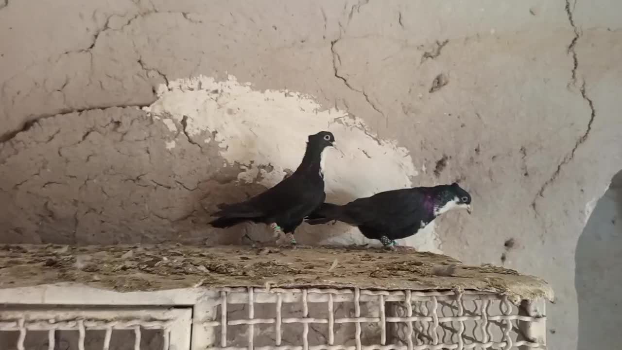 نروماده کرواتی|پرنده|تربتحیدریه, باغ سلطانی|دیوار