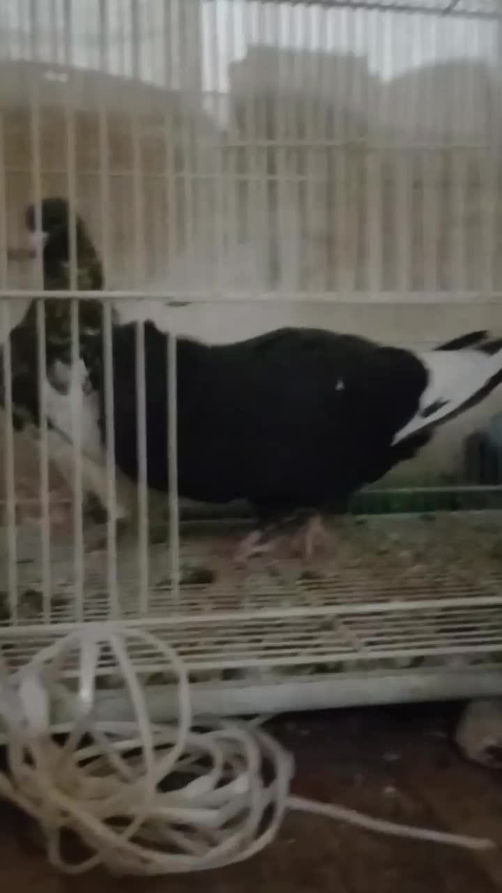 کله هفت رنگ|پرنده|مشهد, شفا|دیوار