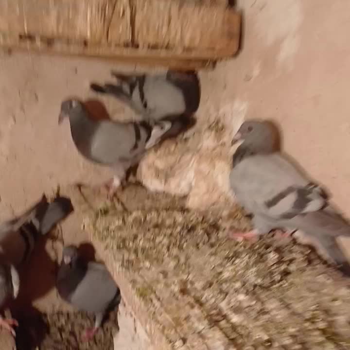 کفتر جوجه المانی|پرنده|مشهد, کوی سیدی|دیوار