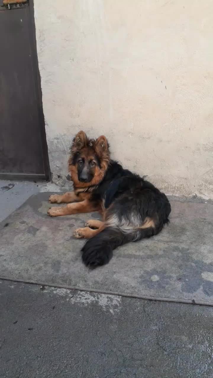 سگ گمشده ژرمن شپهرد کوتاه قد|سگ|محمدشهر, محمدشهر|دیوار