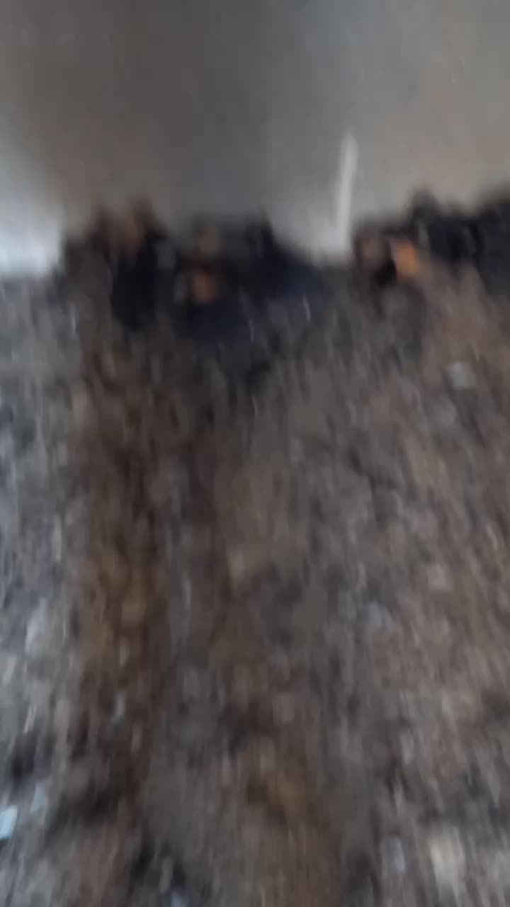 باسلام فروش جوجه مرغ به فروش میرسد|حیوانات مزرعه|اردکان, |دیوار