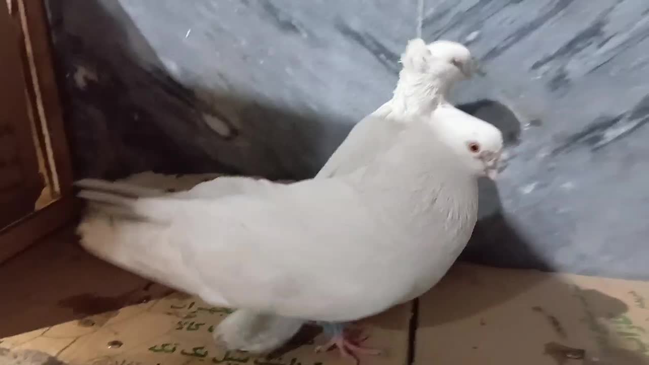 کبوتر|پرنده|بومهن, |دیوار