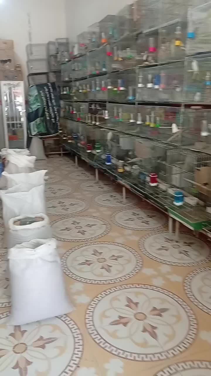 عروس هلندی.طوطی برزیلی.مرغ عشق.قناری.فنچ|پرنده|پارس‌آباد, |دیوار
