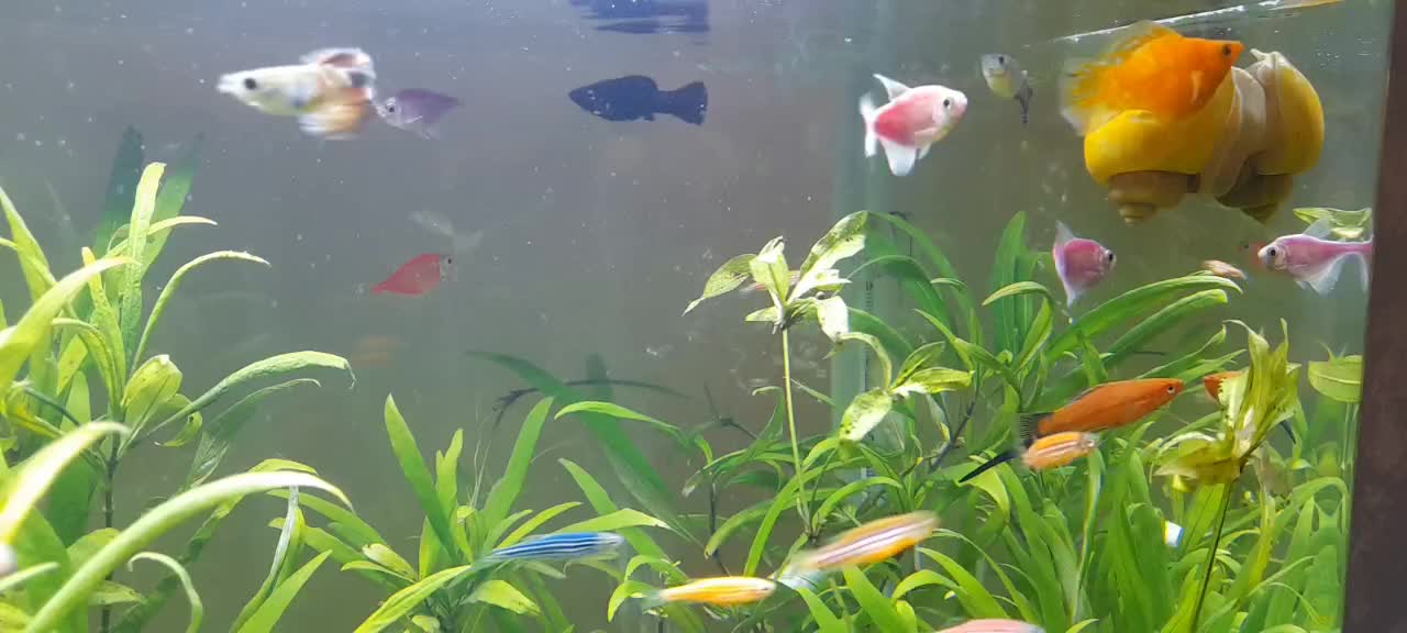 آکواریوم شیشه خم دلسا|ماهی|دماوند, گیلاوند|دیوار