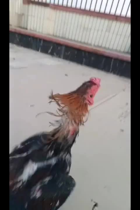 خروس لاری|حیوانات مزرعه|تهران, قیطریه|دیوار