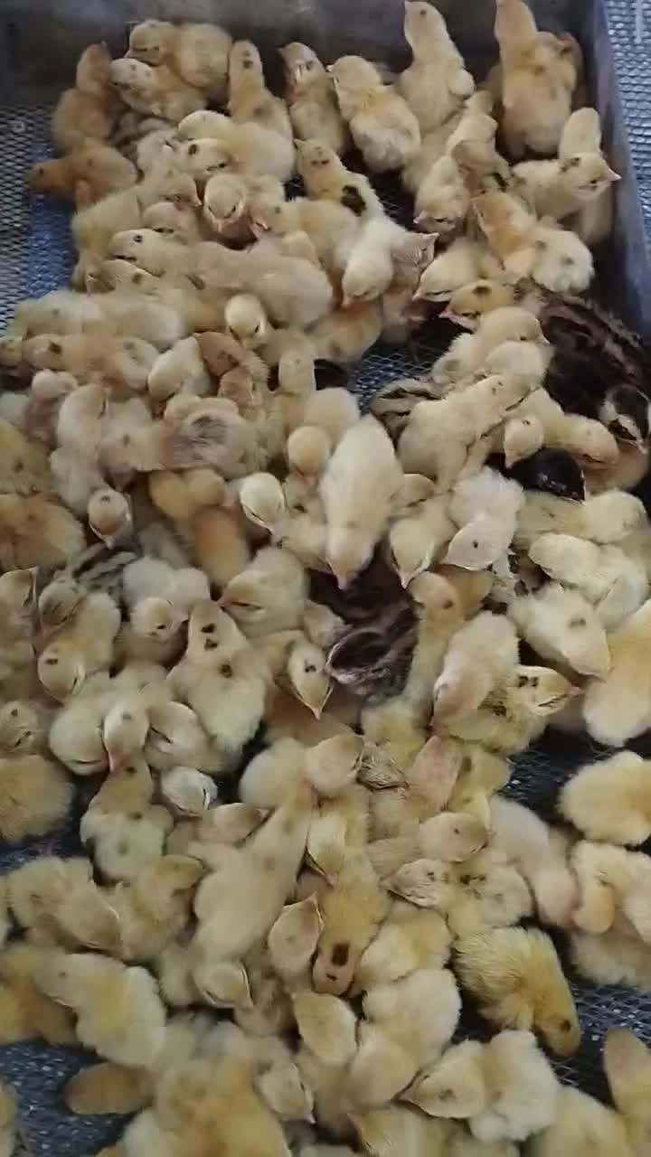 تخم نطفه دار و خوراکی بلدرچین باسایز و کیفیت بالا|خوردنی و آشامیدنی|کاشان, بازار کاشان|دیوار