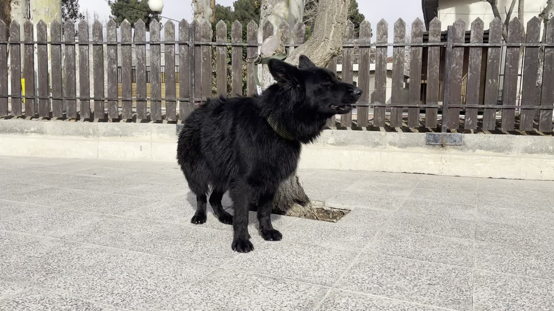 سگ ژرمن بلک ماده 215|سگ|محمدشهر, عباس آباد|دیوار