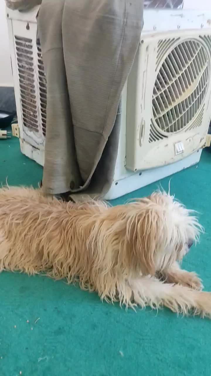 دو تا سگ شیتزو خوشگل و بازی خوش. بی صدا|سگ|بیرجند, |دیوار