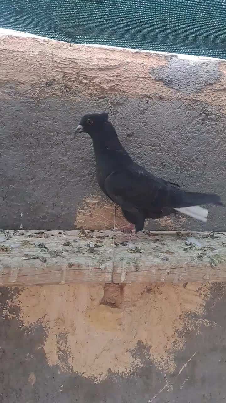 زاغدم سفید نر|پرنده|بردسکن, |دیوار