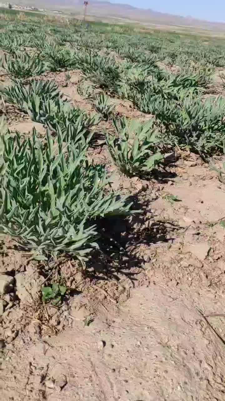 آنغوزه.نشاء|خدمات باغبانی و درختکاری|کاشمر, |دیوار