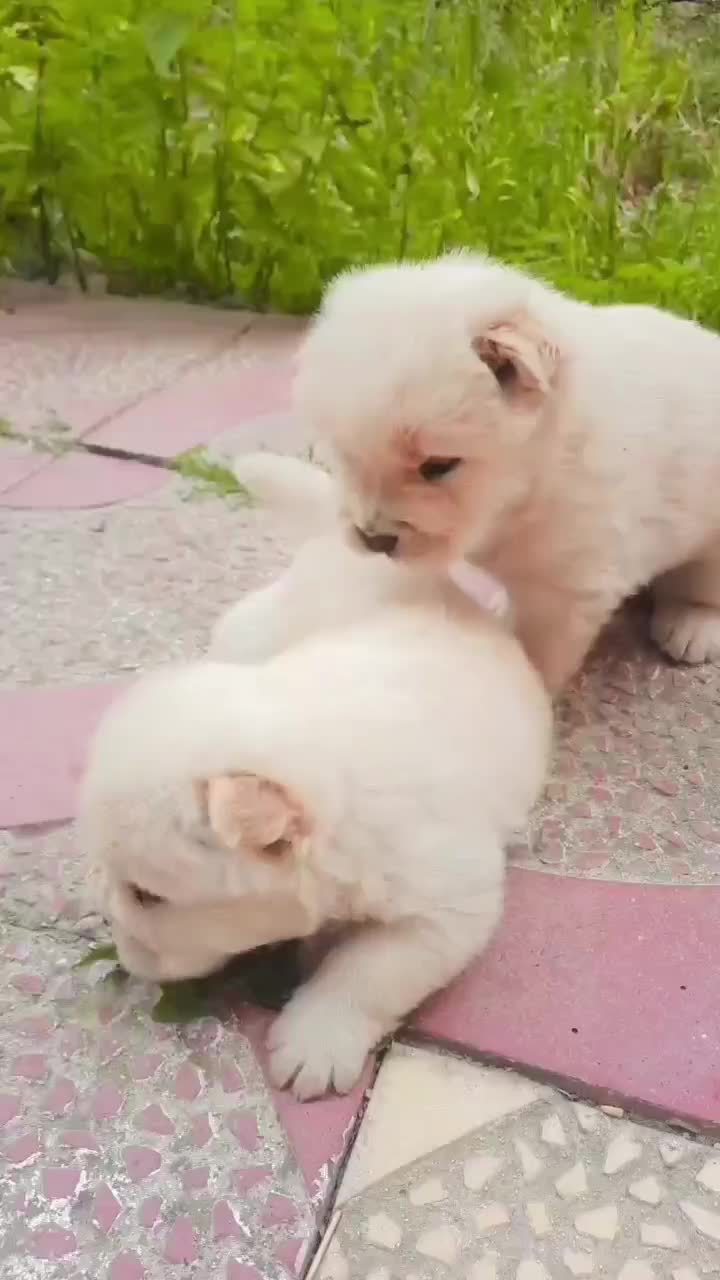 سگ چاو چاو|سگ|واجارگاه, |دیوار