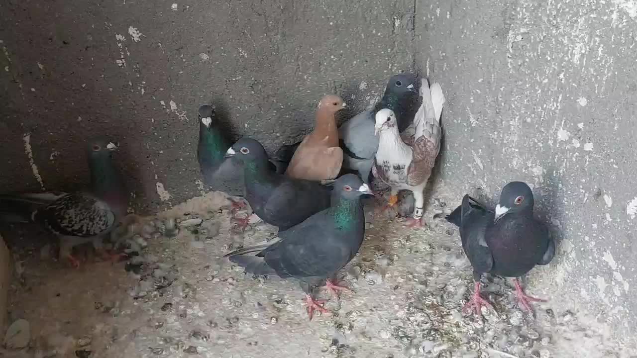 کبوتر|پرنده|مشهد, طبرسی شمالی|دیوار
