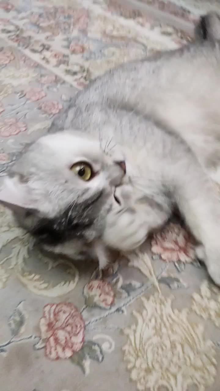 گربه|گربه|تهران, زیبادشت|دیوار