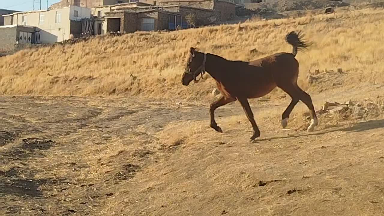 اسب|حیوانات مزرعه|کلاترزان, |دیوار