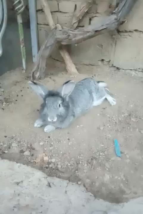 خرگوش نر|موش و خرگوش|میاندوآب, |دیوار