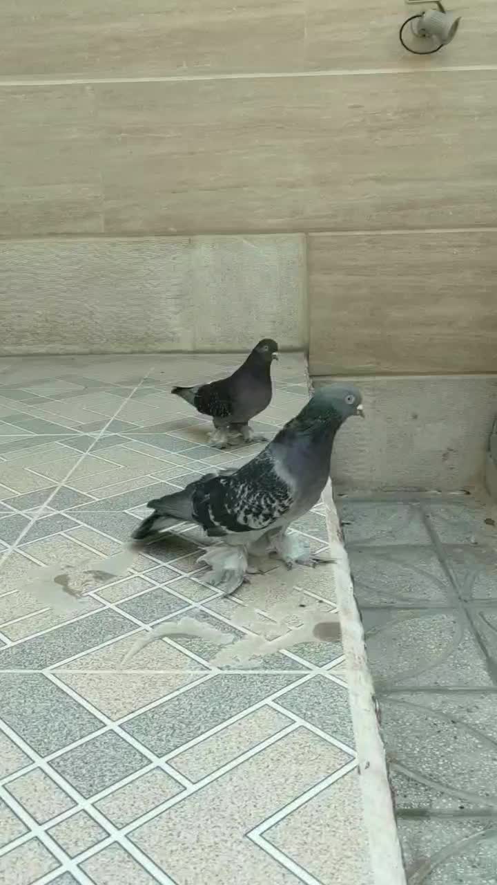 کفتر ترکیه ای نر و ماده   و گوک سوسنی ترک|پرنده|شیراز, رکنآباد|دیوار