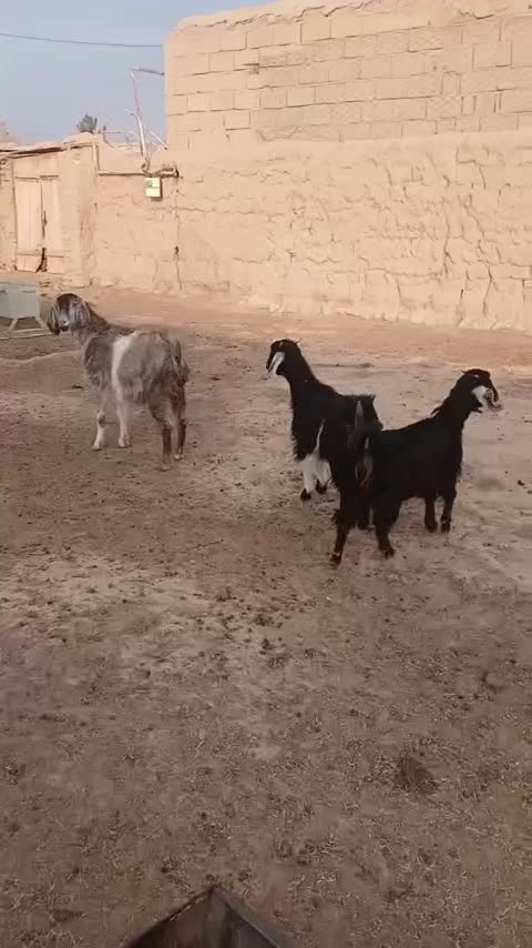 بز دوقلو|حیوانات مزرعه|شاهرود, |دیوار