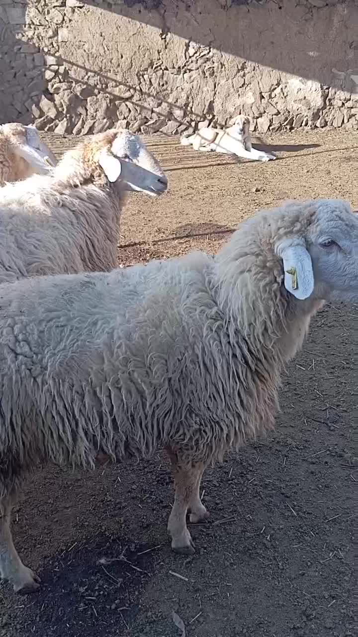 فروشی|حیوانات مزرعه|انگوت, |دیوار