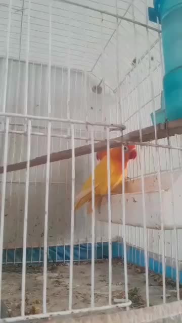 پرنده نیکشهر کوتوله و عروس هلندی|پرنده|نیک شهر, |دیوار