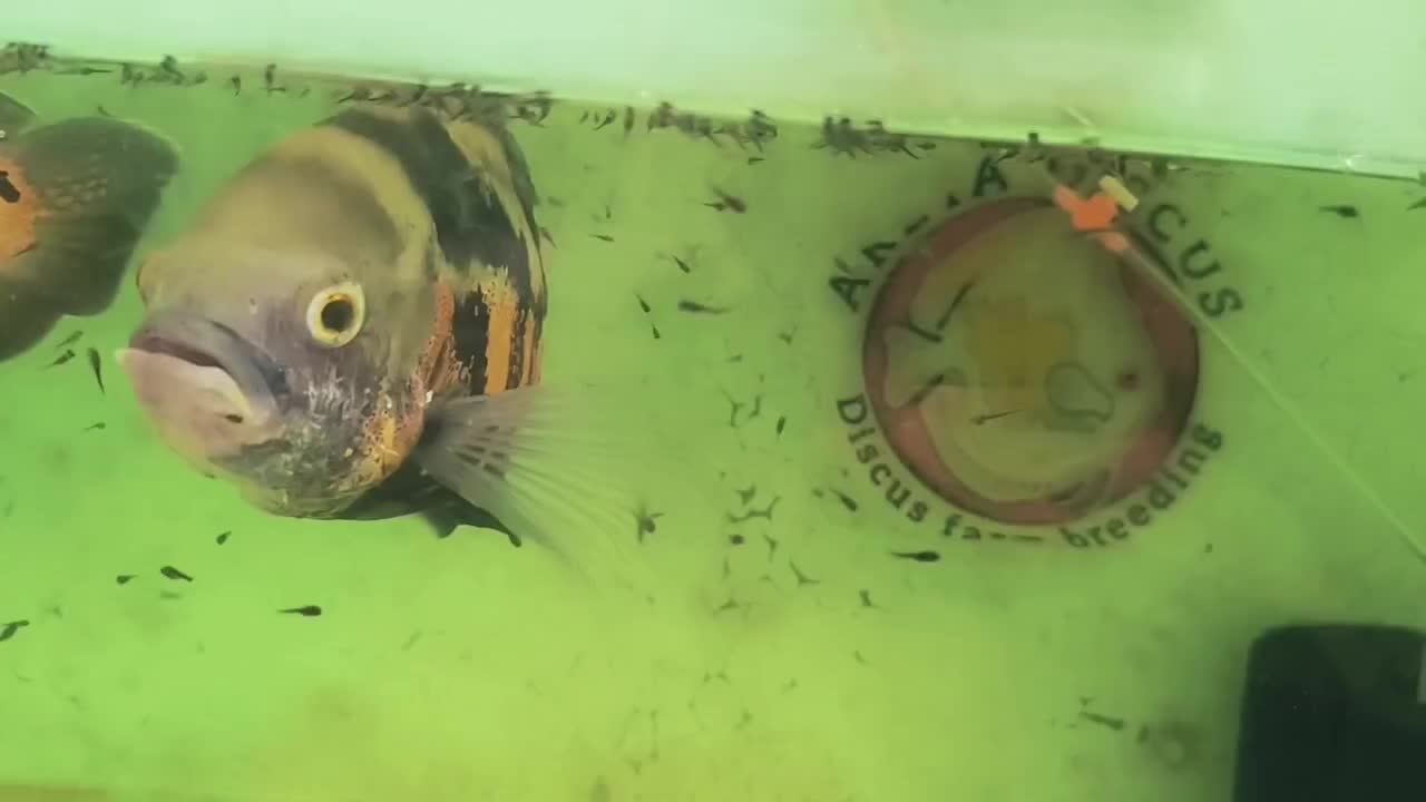 جفت ماهی اسکار|ماهی|مشهد, انقلاب|دیوار