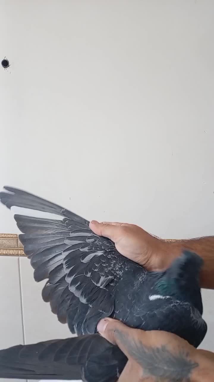 دمسفید|پرنده|اصفهان, سعادتآباد|دیوار