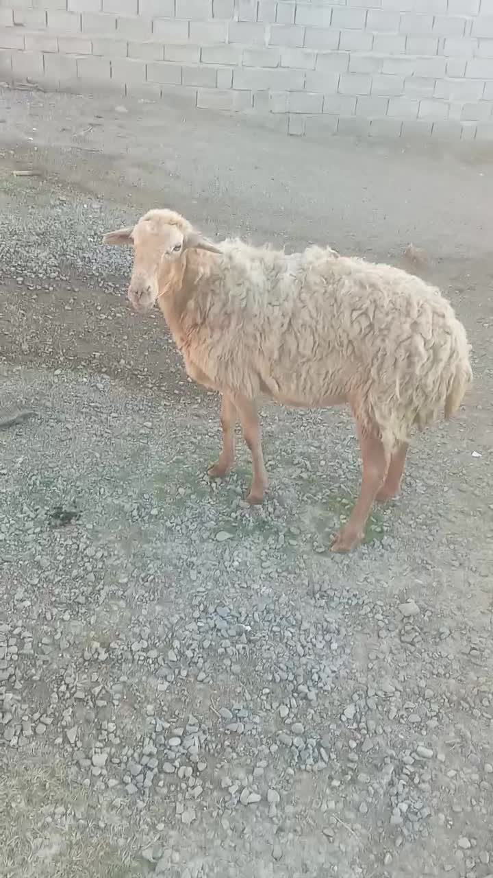 گوسفند جوان|حیوانات مزرعه|پارس‌آباد, |دیوار