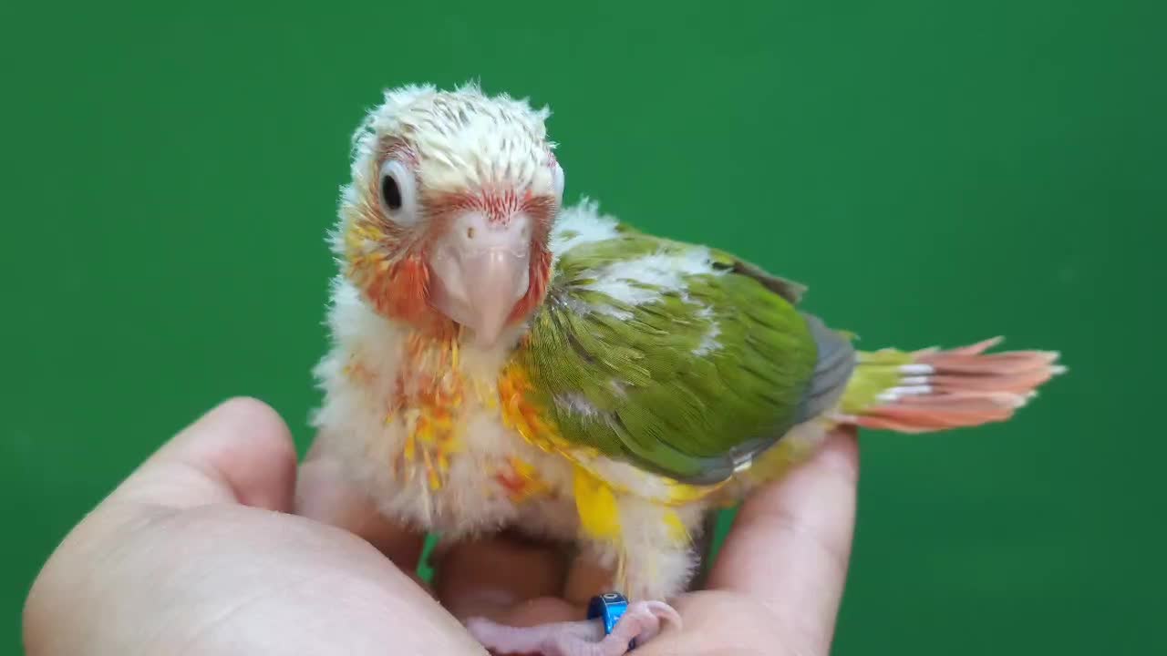 جوجه سرلاکی طوطی گرینچیک آناناسی اکستریم رد|پرنده|شیراز, شهرک امیر کبیر|دیوار