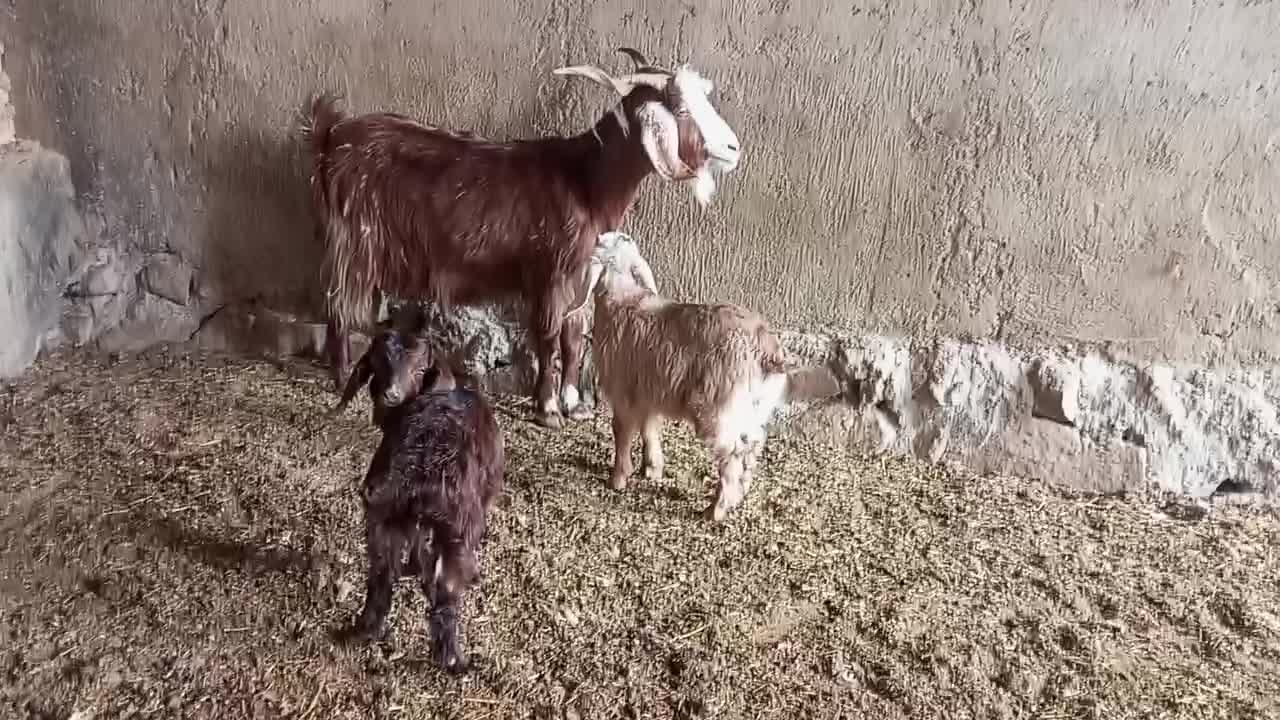 بز دوقلو|حیوانات مزرعه|نیشابور, شهرک رضوی|دیوار