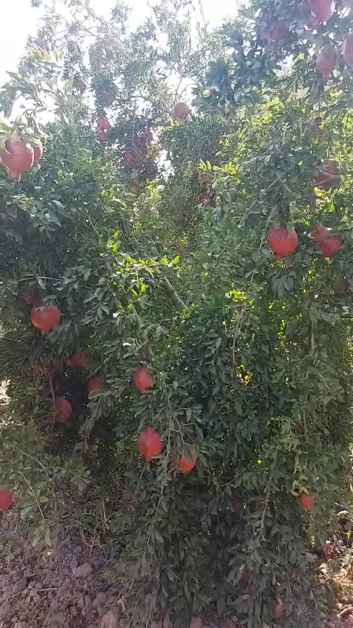 اجاره انار|اجارهٔ دفتر صنعتی، کشاورزی، تجاری|ششده و قره بلاغ, |دیوار