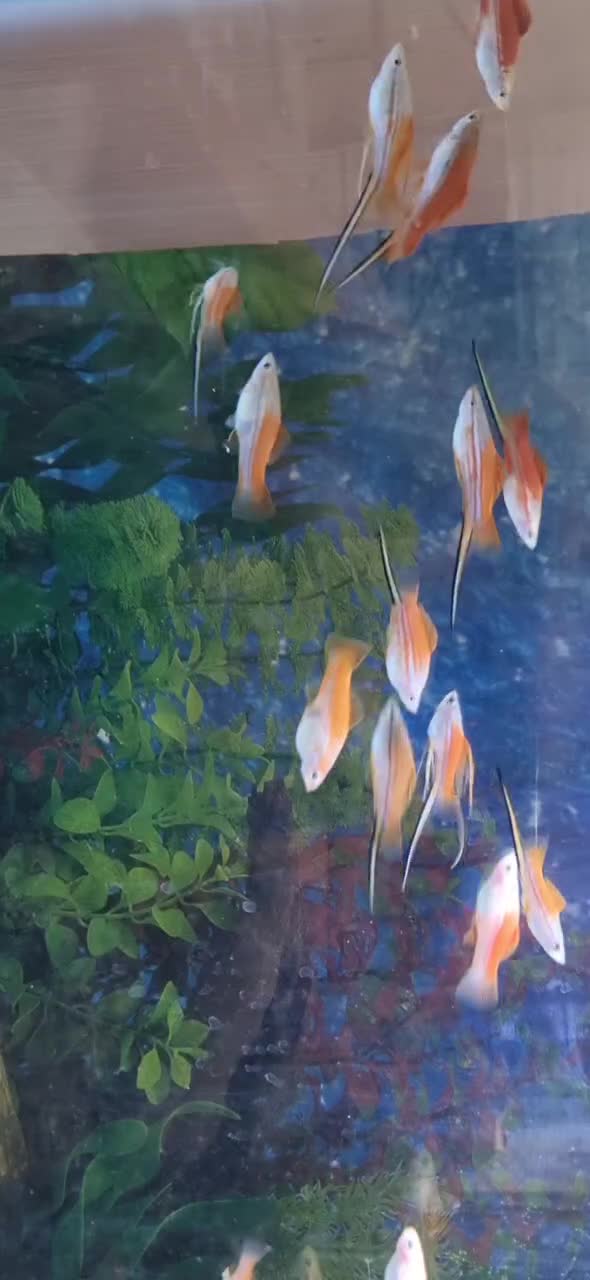 سوارتیل|ماهی|شاهرود, |دیوار