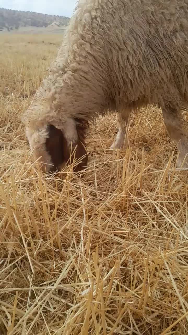 بره ماده سنجابی|حیوانات مزرعه|گیلان غرب, |دیوار