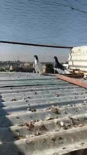 کبوتر یال گلدار نر|پرنده|فسا, |دیوار