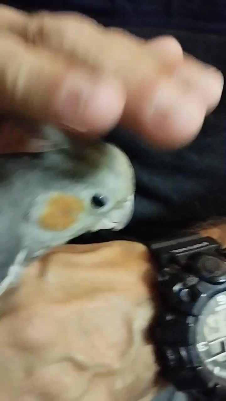 معاوضه عروس هلندی بالغ|پرنده|ری, شهید غیوری (ابن باویه)|دیوار