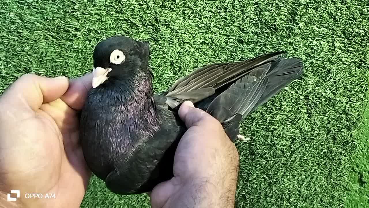 زاغ سیاه ابادانی|پرنده|بندر ماهشهر, |دیوار