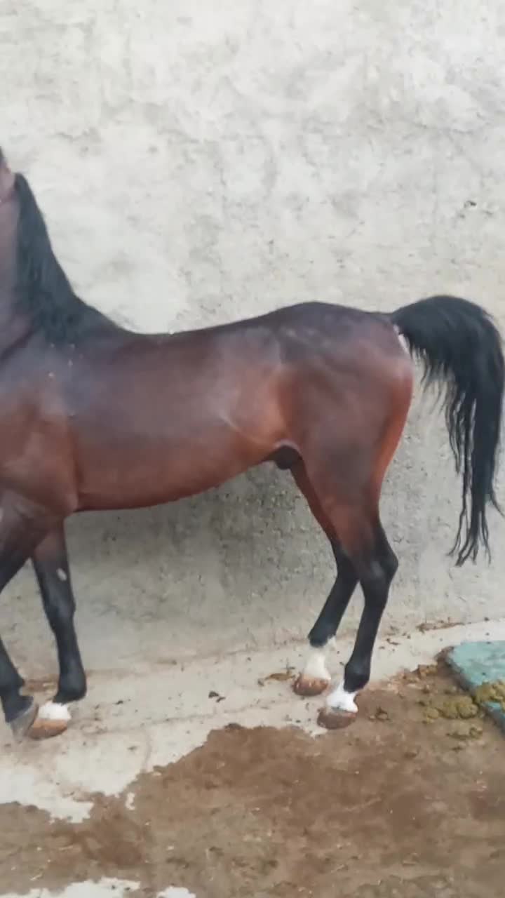 اسب|اسب و تجهیزات اسبسواری|اصفهان, شهرک صنعتی امیرکبیر (شاپور جدید)|دیوار