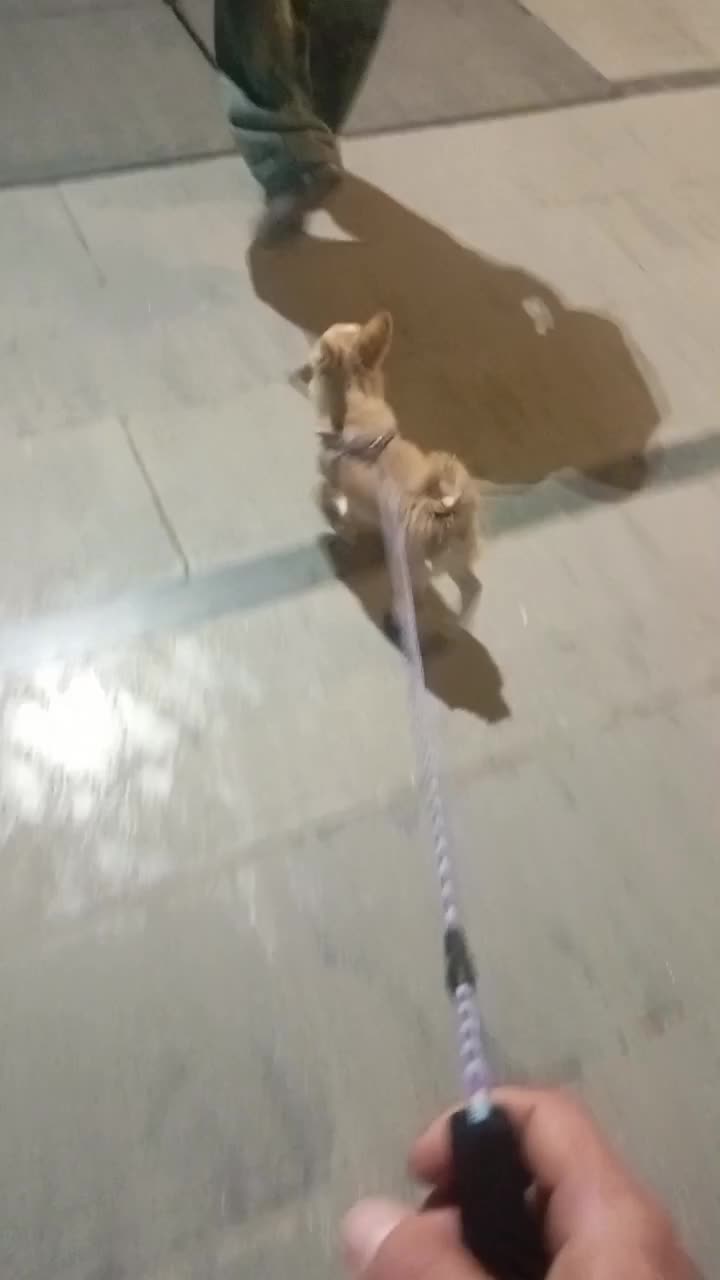 توله اشپیتز پامر|سگ|شیراز, داریون|دیوار