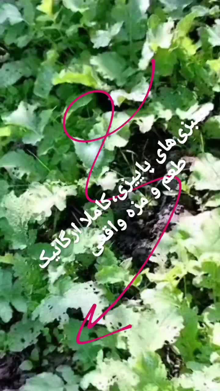 سبزی‌های محلی ،کاملا ارگانیک|خوردنی و آشامیدنی|دالخانی, |دیوار