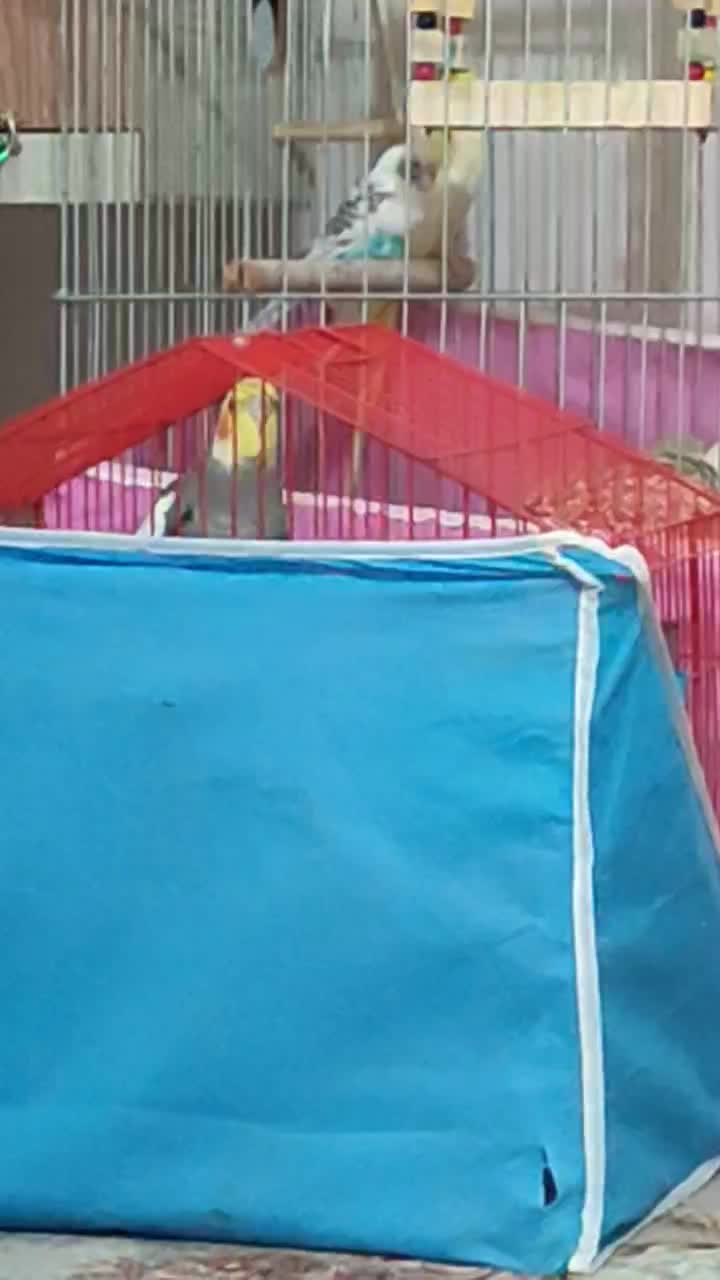 عروس هلندی جفت خرده مولد|پرنده|نسیمشهر, |دیوار