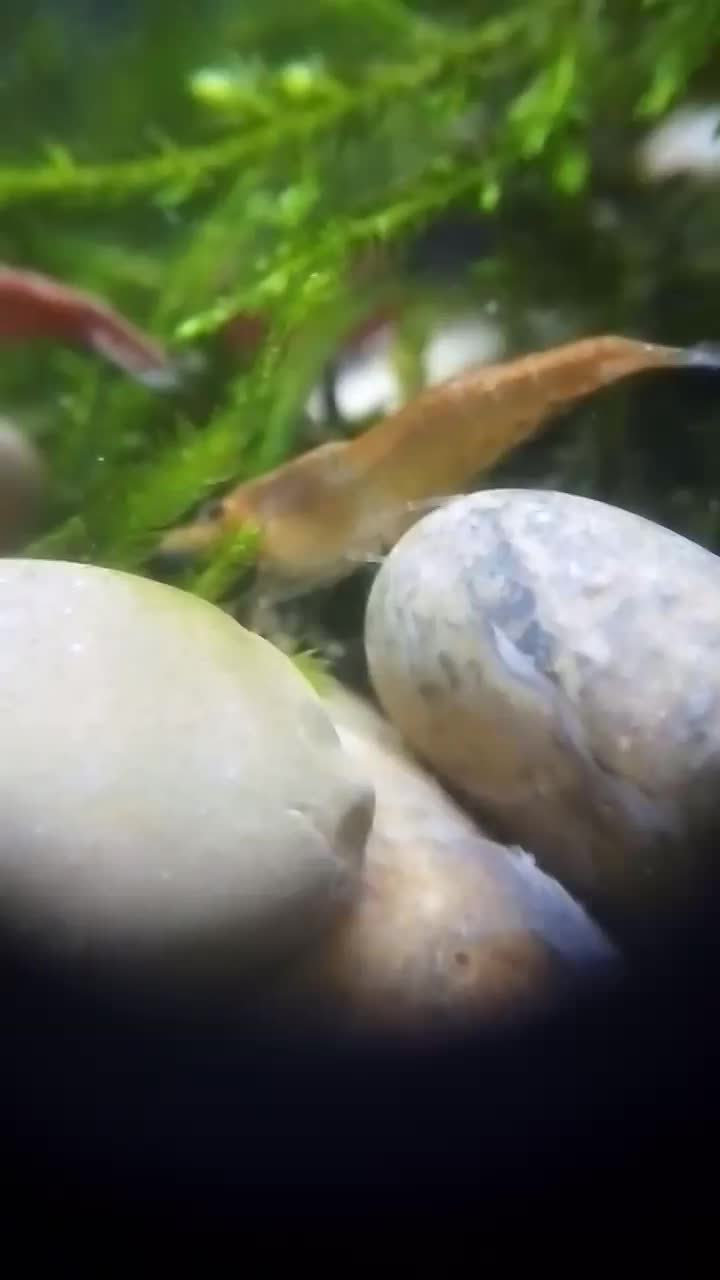 shrimpمیگو|ماهی|تهران, سلسبیل شمالی|دیوار