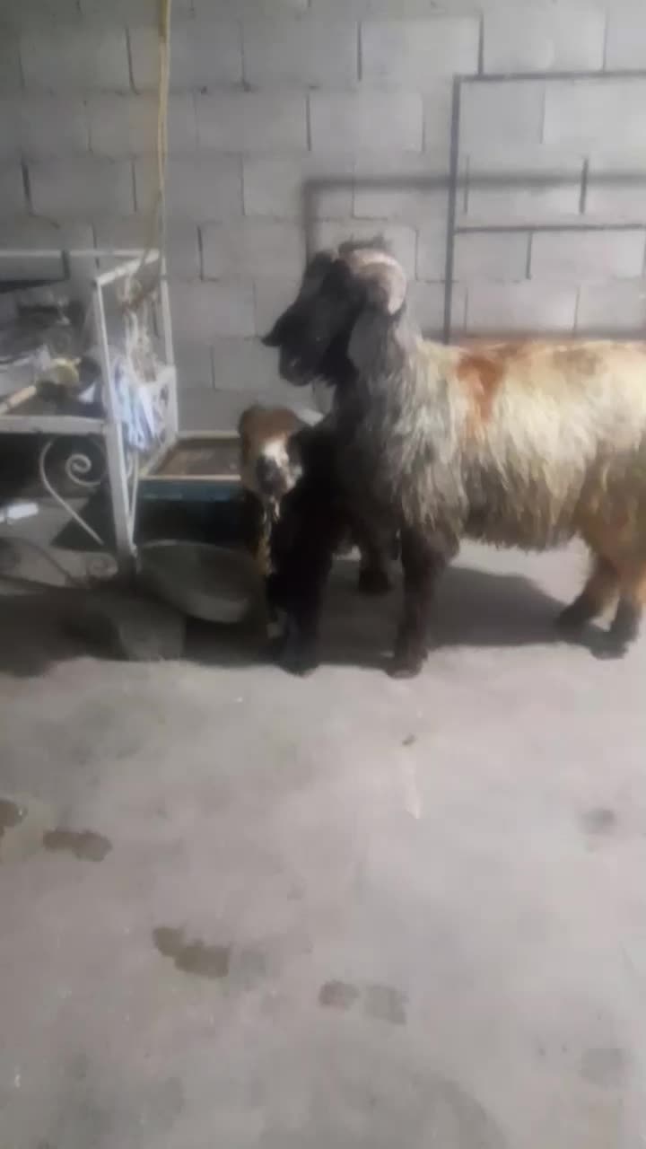 نرمیش دو رون|حیوانات مزرعه|مسجد سلیمان, |دیوار