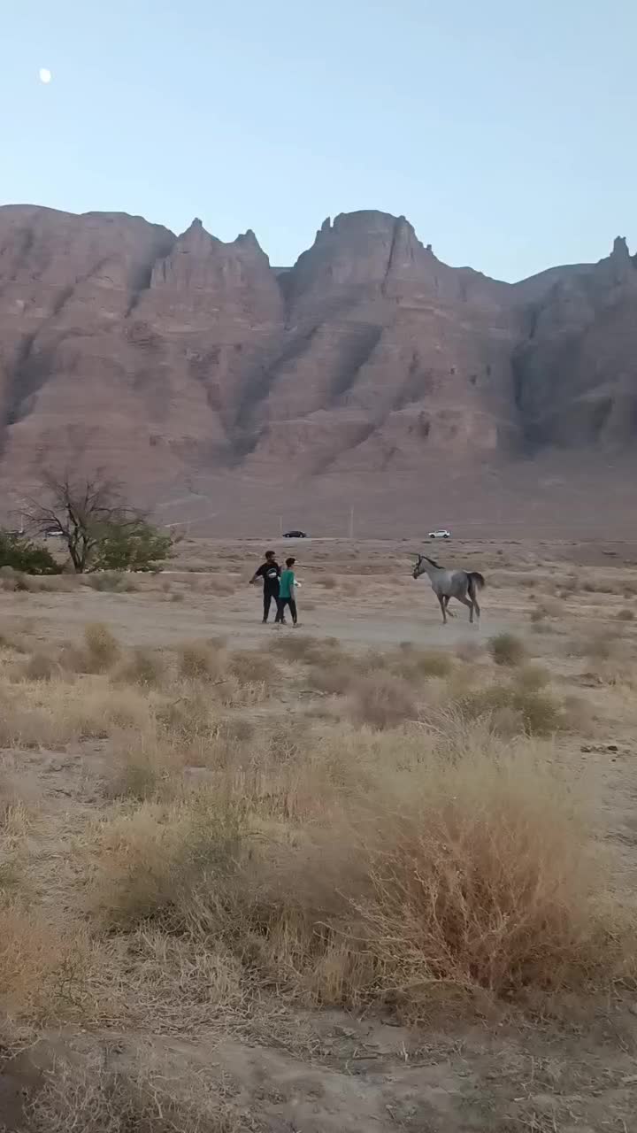 اسب کرد نریان|اسب و تجهیزات اسبسواری|تفت, |دیوار