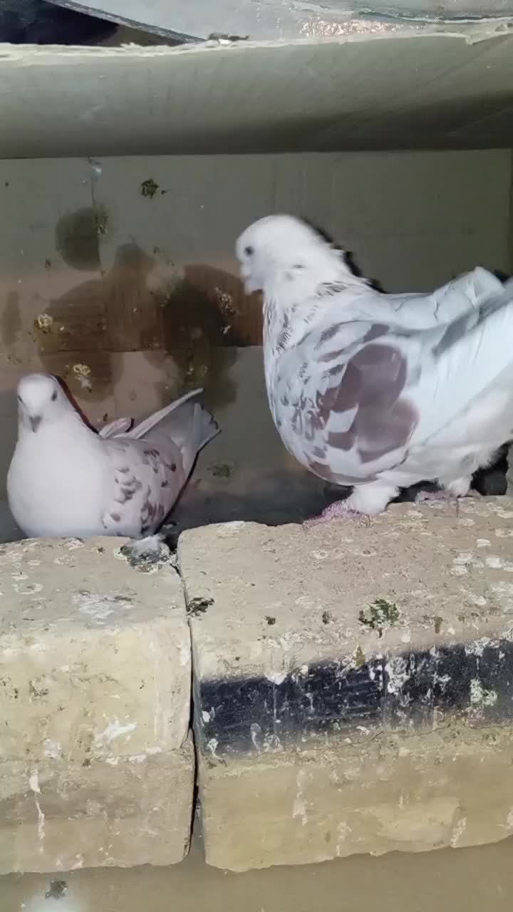 یک جفت پرشی قلمکار عتیقه و یک جفت طوقی خالدار|پرنده|سیرجان, |دیوار