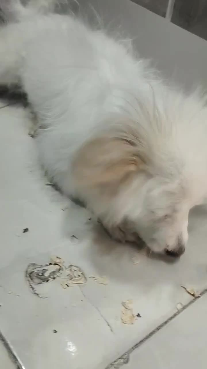 سگ اشپیز..5ماهه|سگ|صدرا-فارس, فاز ۲|دیوار